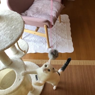 猫カフェ風サロンにしたいのに…